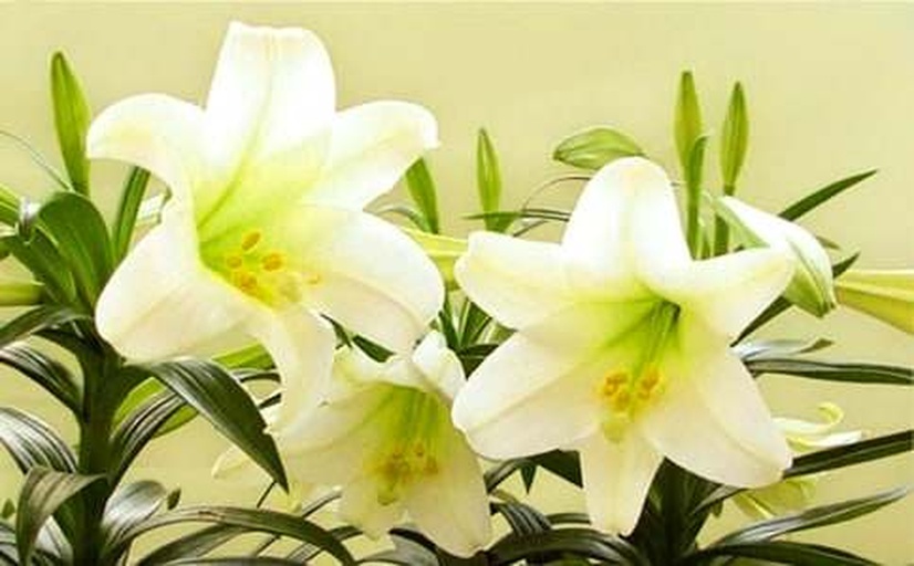 展示‘白色闪电’百合用于婚礼花束和高端花艺设计,突出其洁白优雅的特质 ‘白色闪电’百合在花艺设计中的应用