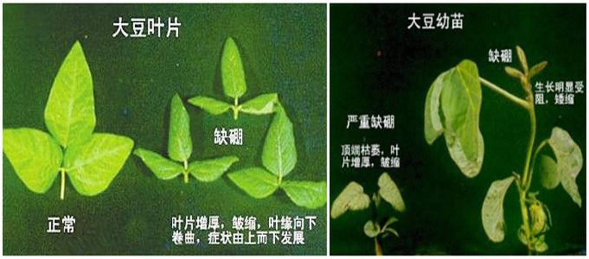 一张对比图展示三种缺素症状:左侧为缺锌导致的芸豆新叶变小、节间缩短;中部为缺硼引起的顶芽坏死、叶片卷曲;右侧为缺铁造成的新叶黄化但叶脉保持绿色;背景为健康芸豆植株作为参照 芸豆田间缺素症状对比图