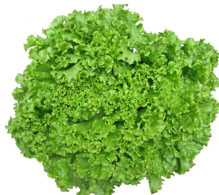 波士顿生菜特写