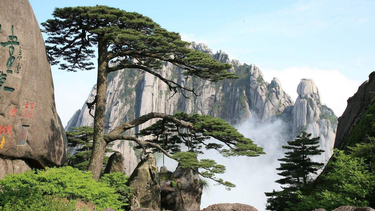 迎客松典型姿态特写：主干斜伸如臂，针叶浓绿簇生，枝条横向舒展呈明显“迎宾状”，背景为黄山云海与花岗岩峰林