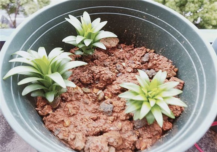 百合植株整体图