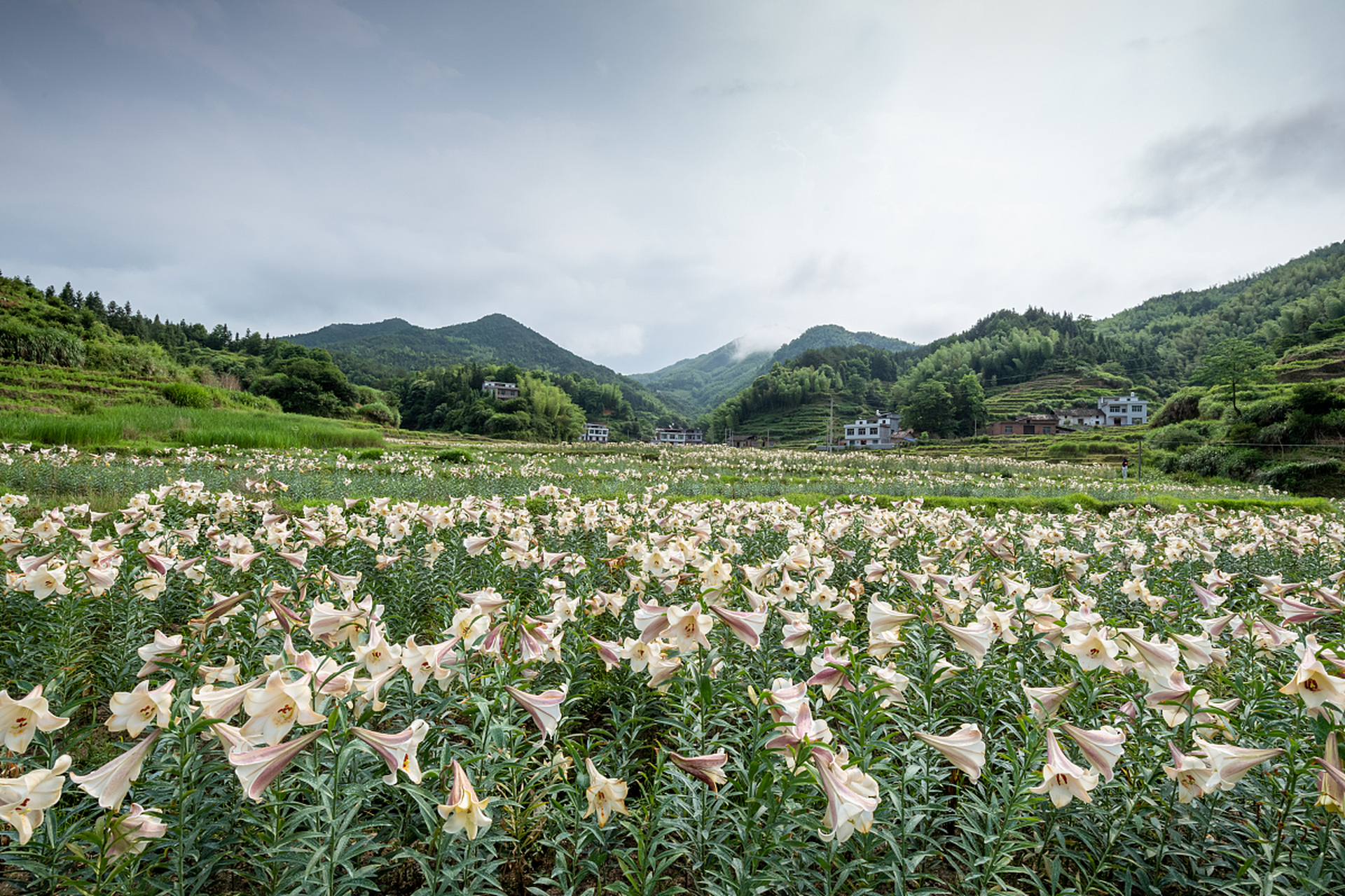 百合花田全景