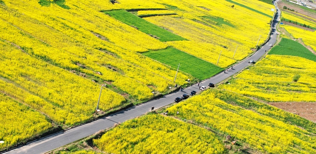 航拍视角下的门源油菜花与村庄