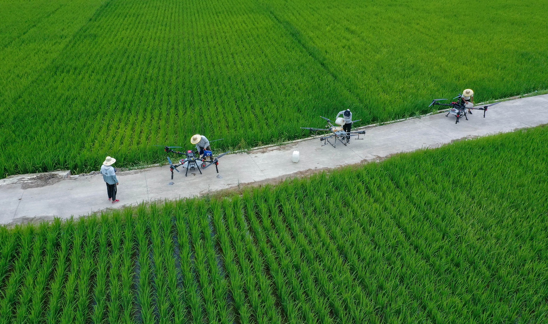 灵璧县农民在田间查看小麦长势