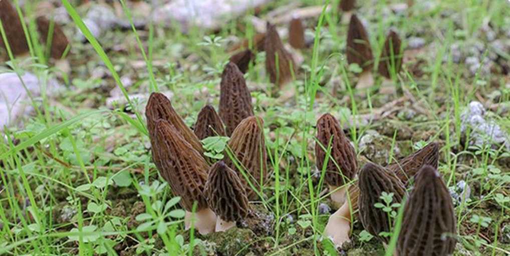 野生羊肚菌生长环境特写