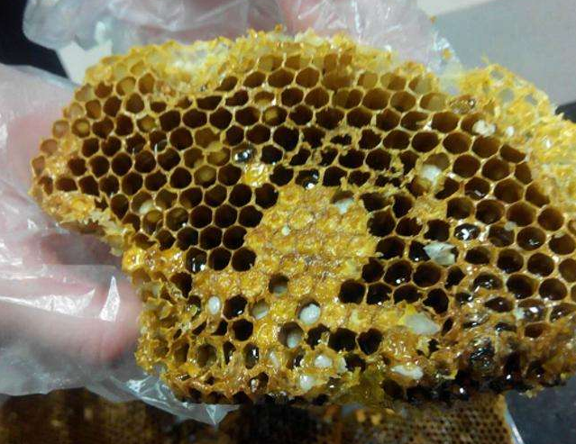 一个完整的中华蜜蜂蜂巢框,大部分巢房已被蜂蜡完全封盖,呈乳白色圆形膜状,表明内部蜂蜜已充分成熟并完成酿造过程 蜂巢封盖状态