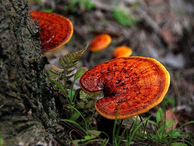 平菇在林间树干上自然生长 平菇在林间树干上自然生长