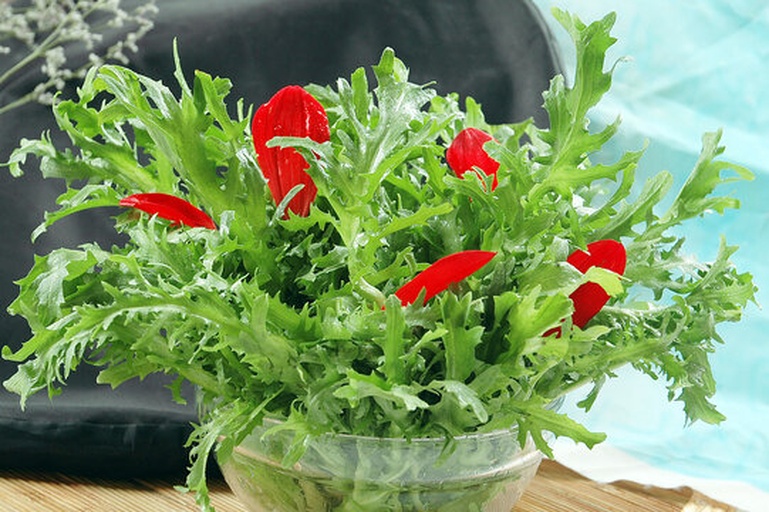 菊苣与莴苣并列对比图