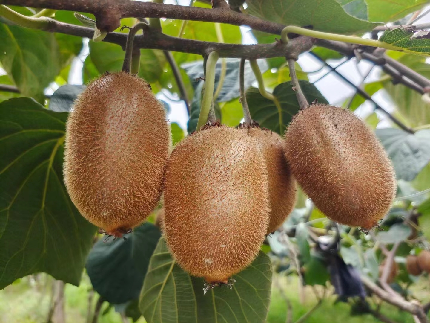 新鲜采摘的储良龙眼果穗特写