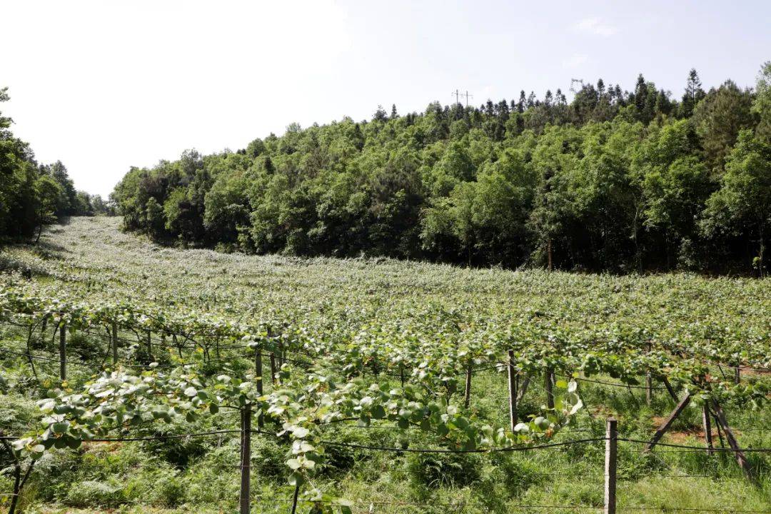 黄心猕猴桃果园实景图