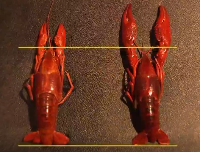 展示不同大小的小龙虾,帮助用户直观了解小龙虾规格差异 小龙虾不同规格展示图