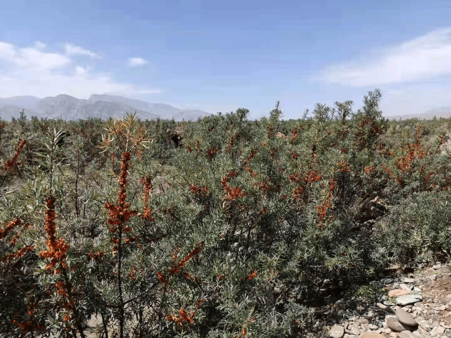 野生沙棘灌木结满果实