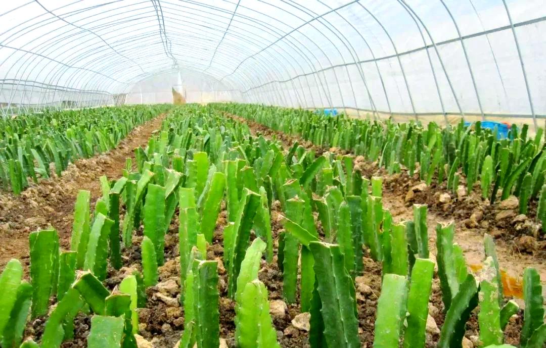 火龙果扦插育苗现场