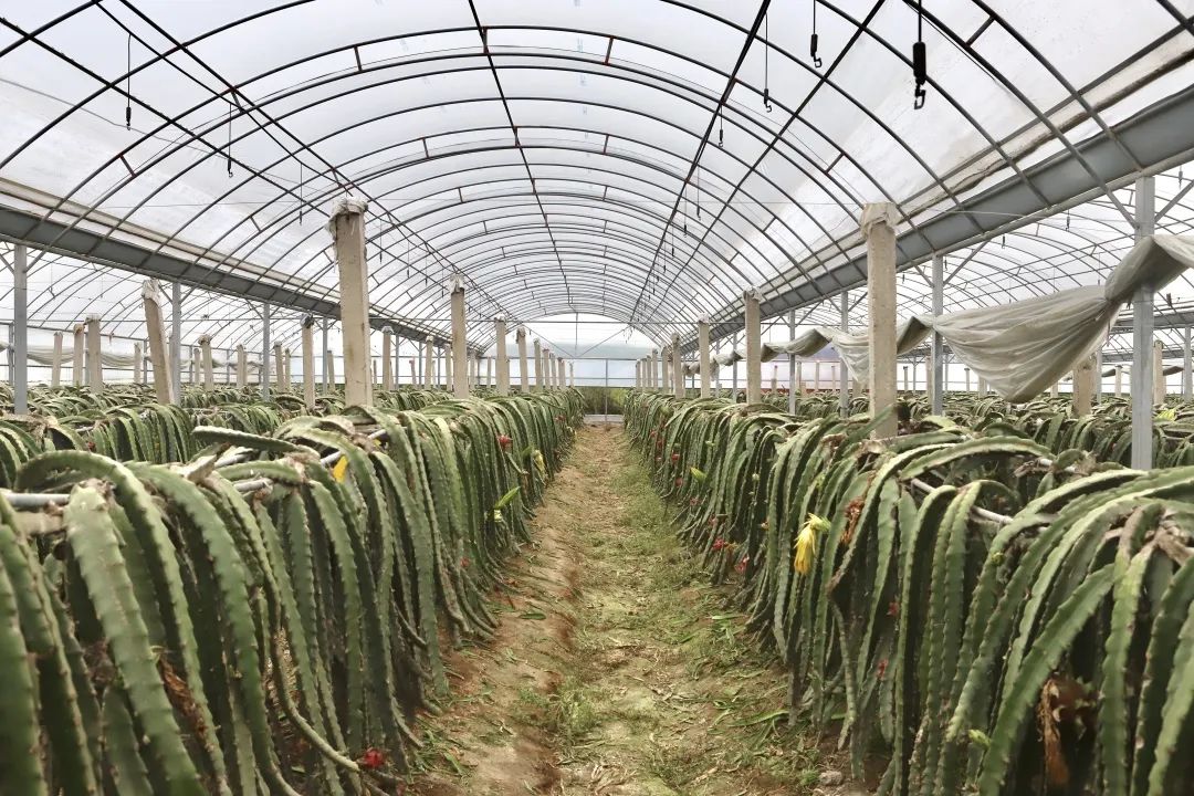 火龙果小拱棚保温设施实景图
