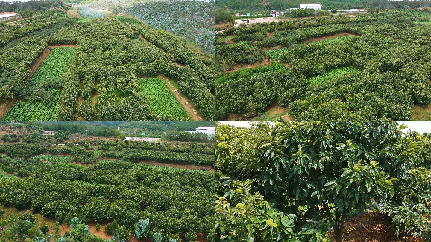 全国冬桃适应种植范围示意图