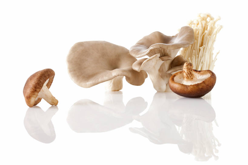 平菇与多种蘑菇对比图