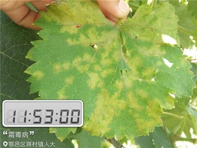 一片葡萄老叶背面出现明显的黄色油渍状病斑,边缘模糊,背面可见稀疏的灰白色霉层,典型霜霉病初期症状,拍摄于浙江绍兴葡萄园5月下旬 葡萄叶片霜霉病症状特写