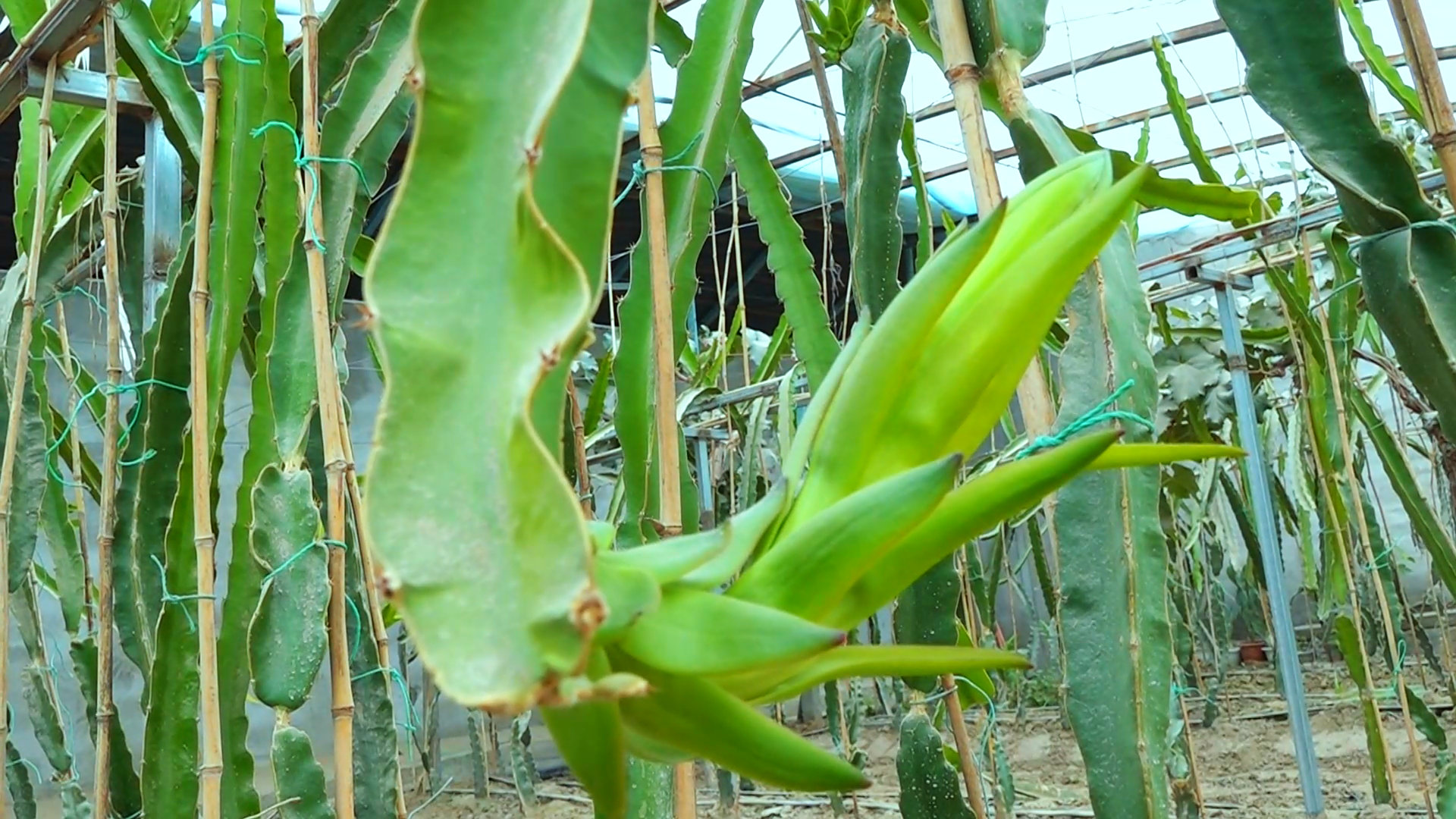 火龙果植株整体形态：成年火龙果攀附在圆形水泥柱上，三棱状肉质茎青翠饱满，分枝繁茂，顶端可见粉白色夜开型花朵及初结的青绿色幼果，茎基部覆盖黑色遮阴地膜