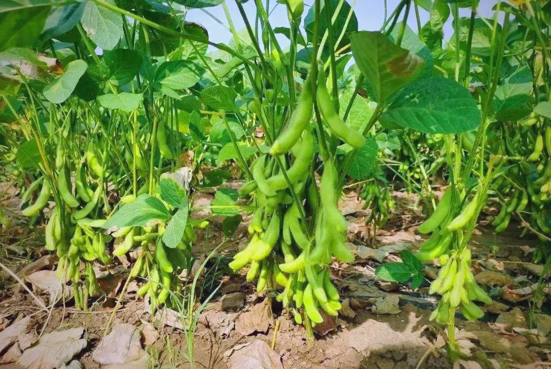新鲜绿色毛豆挂在植株上，阳光透过叶片洒在豆荚上，背景为田园风光