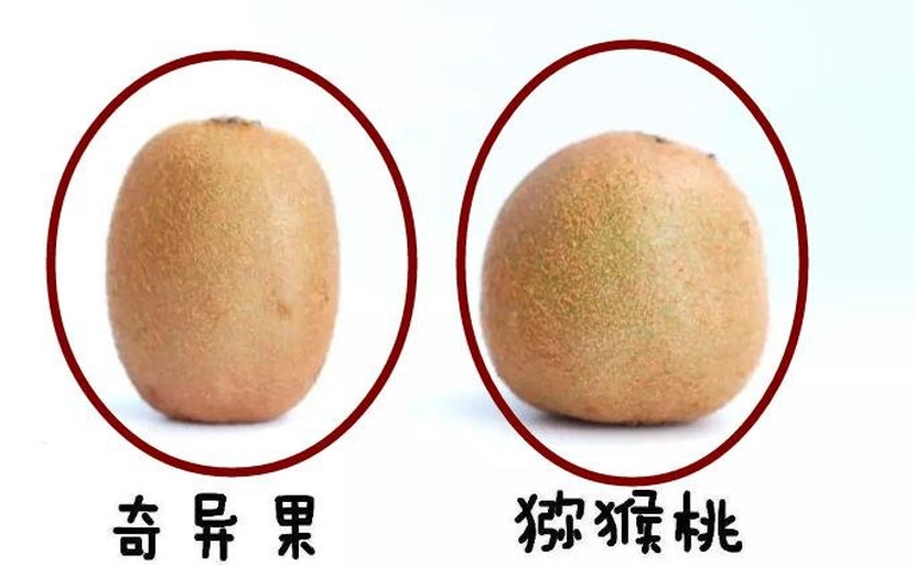 猕猴桃与桃子的外观对比图,展示两者在果皮、果肉、种子等方面的差异 猕猴桃与桃子对比图