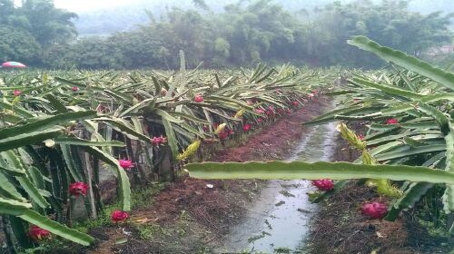 农家晾晒龙眼干场景