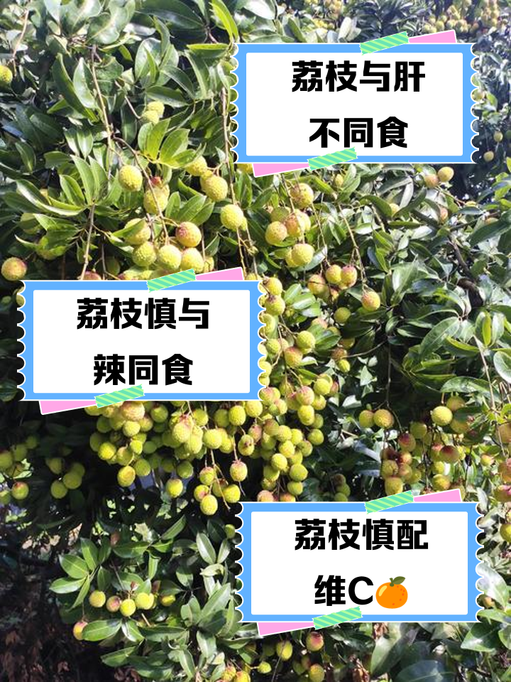 手绘风格知识图解:左侧列'机制1:结合胆汁酸→促进肝脏LDL受体表达',中间'机制2:植物甾醇竞争抑制NPC1L1转运蛋白',右侧'机制3:甜菜红素抗氧化→减少LDL氧化修饰';配简笔火龙果图标与箭头连接,字体清晰易读 营养师手写笔记特写:A4纸标注“红心火龙果降胆固醇三机制”图表