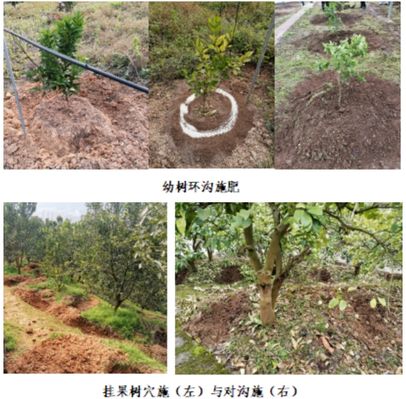 百香果根区施肥操作示意图