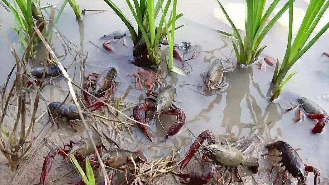 洪雅县稻虾共作生态养殖基地全景