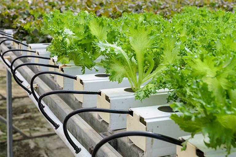 图片说明:一个完整的香菜水培装置剖面图,包含透明培养瓶、海绵固定块、幼苗茎叶向上生长、白色根系在浅层营养液中伸展,外部配有LED补光灯和温度计,标注了水位线、光照角度和营养液流向 香菜水培系统结构示意图