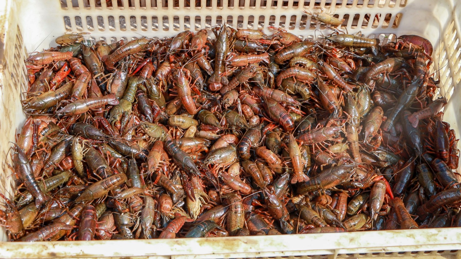24只鲜活小龙虾平铺在竹筐中，红亮外壳泛光泽，钳足完整舒展，背景为清晨水产市场摊位，可见水珠凝结在虾壳表面
