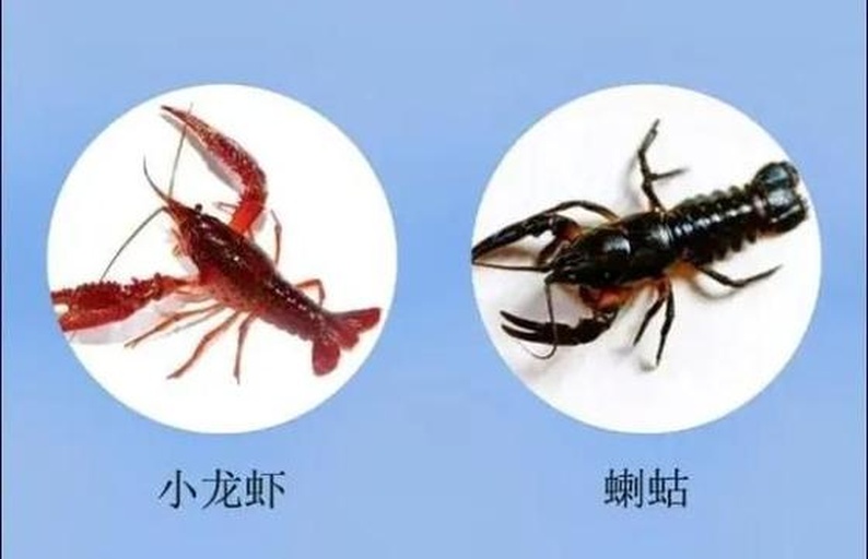 左侧为克氏原螯虾(Procambarus clarkii),体色呈深红褐色,钳子粗壮且不对称,头胸部宽大;右侧为东北喇蛄(Cambaroides dauricus),体色偏青灰或棕褐色,体型较小,钳子细长对称,尾部肌肉比例较高,生活环境为清澈冷水溪流 克氏原螯虾与东北喇蛄对比图