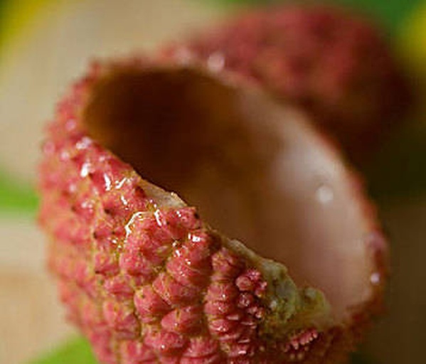 显微镜下的荔枝蛋白结构示意图