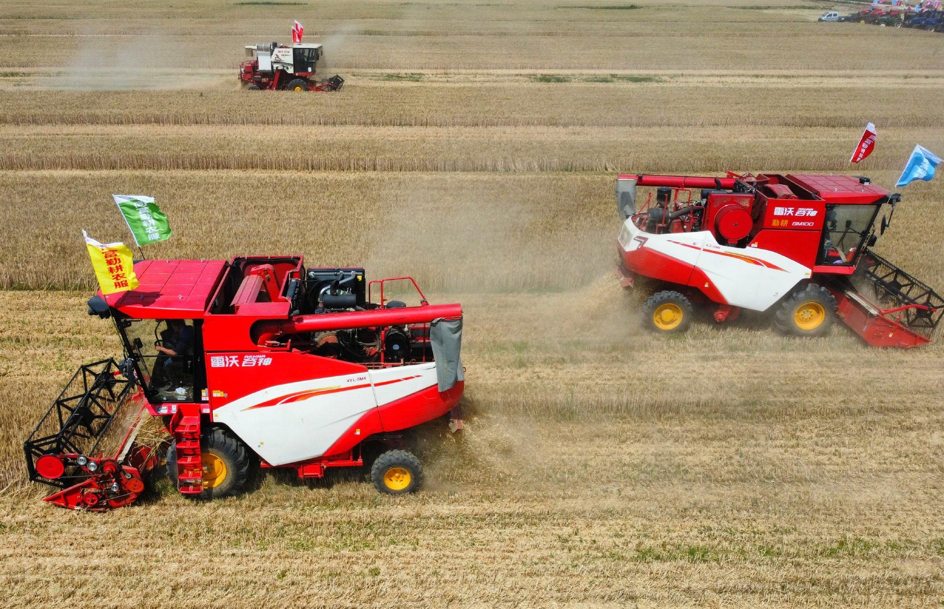一台联合收割机正在金黄色的油菜田中作业,地上散落着收割后的秸秆,空中扬起轻微尘土,展现现代农业生产景象 油菜田机械化收割场景