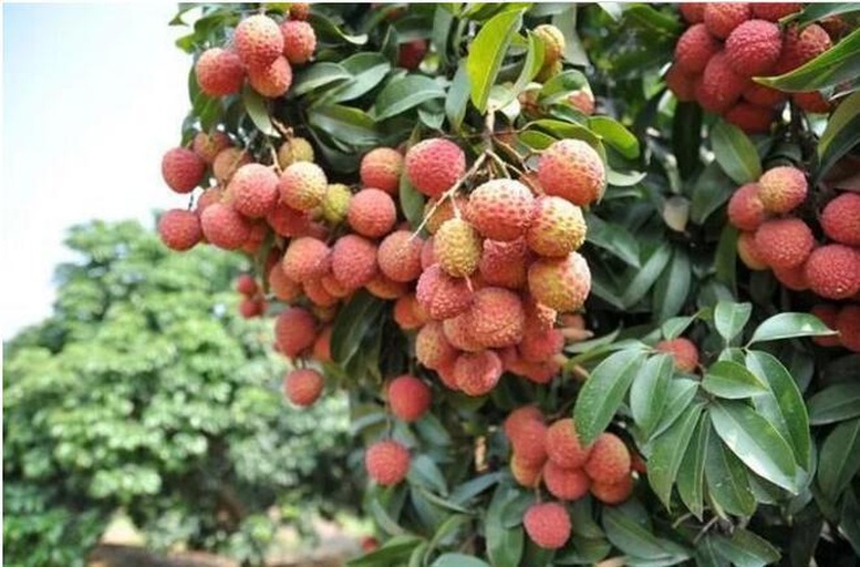 荔枝成熟期管理示意图:展示果实成熟过程中温度、水分、光照等环境因素的调控方式 荔枝成熟期管理示意图