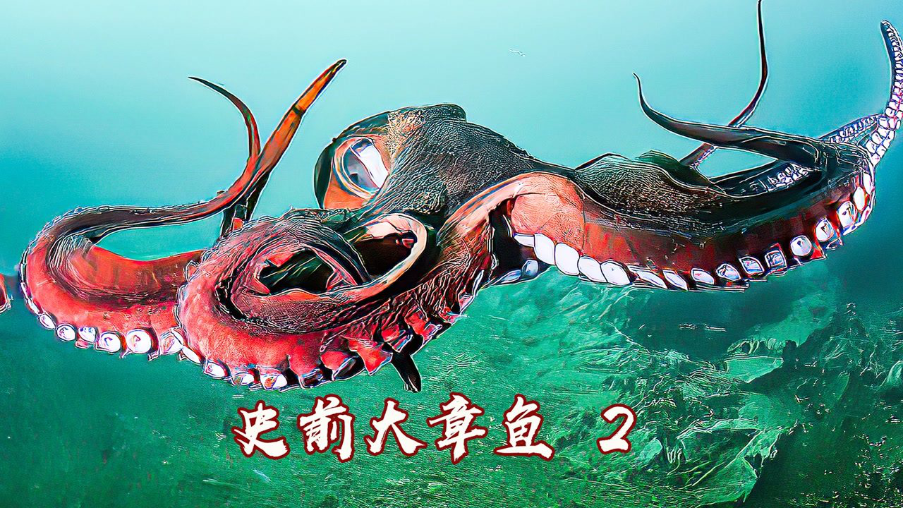 章鱼与鱿鱼对比图示