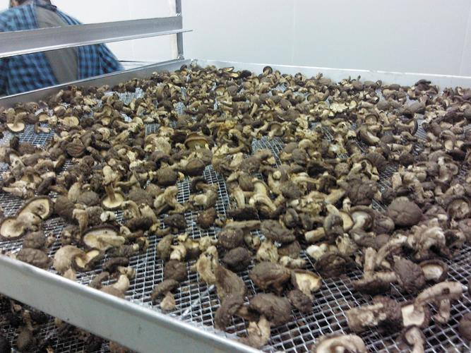 现代化香菇烘干车间实景图