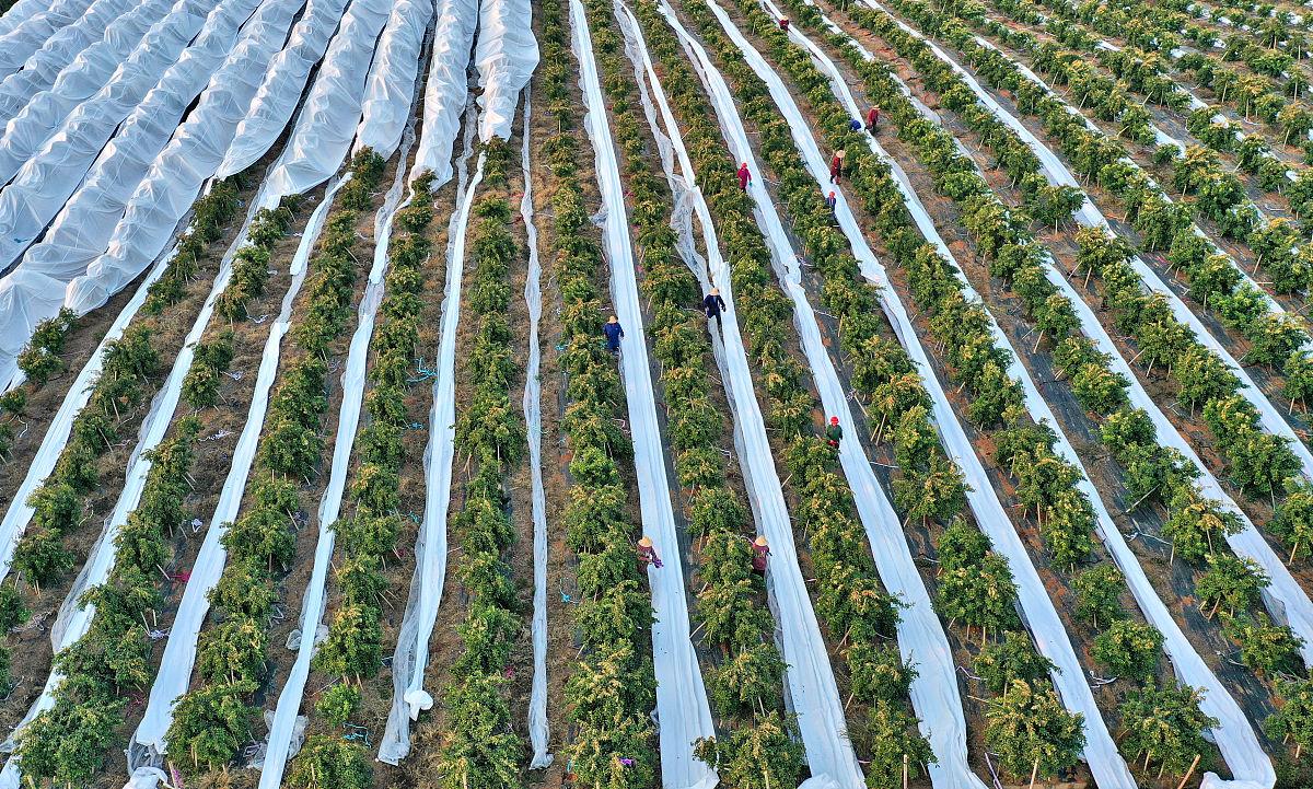 农民在果园中手工采摘小国光苹果的劳作场景