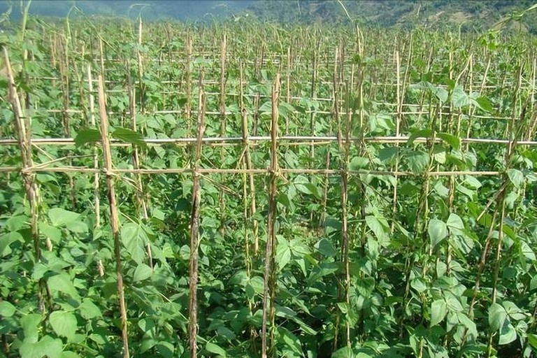 一片整齐的长豆角种植田,植株攀爬在竹架上,叶片浓绿,藤蔓缠绕,可见成串下垂的细长豆荚,阳光照射下显得鲜嫩水灵,田间有农民正在采摘豆角 长豆角田间生长实景图