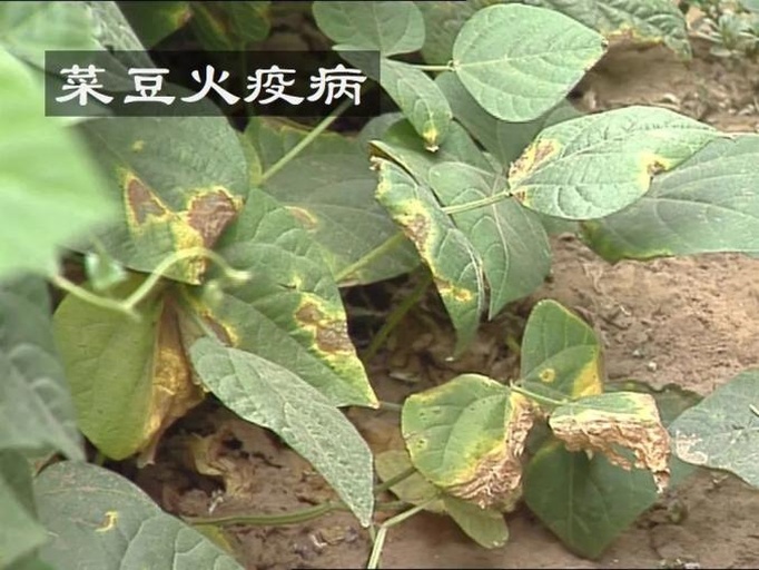 左侧为芸豆锈病:叶片背面布满黄褐色隆起孢子堆,似铁锈粉;右侧为细菌性疫病:叶片上有水渍状多角形斑,中央薄如油纸,部分穿孔,伴有明显坏死边缘 芸豆锈病与细菌性疫病对比图