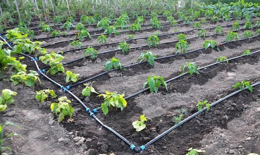 花椒园水肥一体化系统示意图