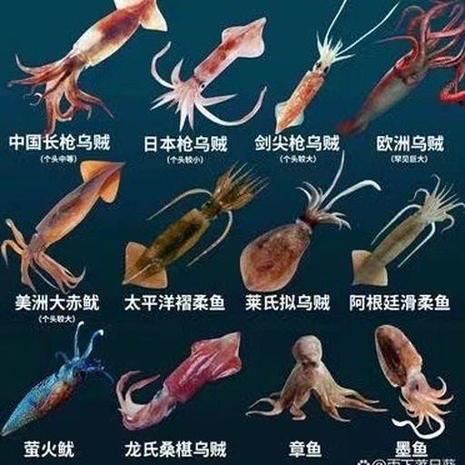 世界地图标注四大鱿鱼渔场:1. 西北太平洋(日本—俄罗斯远东)主产赤魷;2. 秘鲁寒流区盛产茎柔鱼;3. 北大西洋纽芬兰附近为欧洲柔鱼产区;4. 中国东海为太平洋褶柔鱼传统渔场 全球主要鱿鱼捕捞区域地图示意