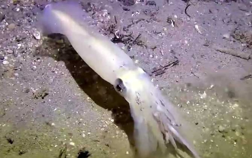 海洋头足类动物生态图