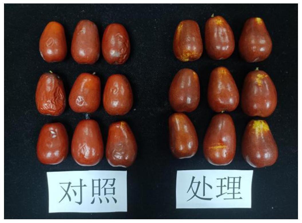 一张对比图表展示三种青枣保存方式:左侧为常温存放两天后的轻微皱缩状态;中间为冷藏一周后仍保持饱满;右侧为冷冻解冻后的略微软化状态,配有标签说明各自条件与结果 青枣不同保存方式对比图