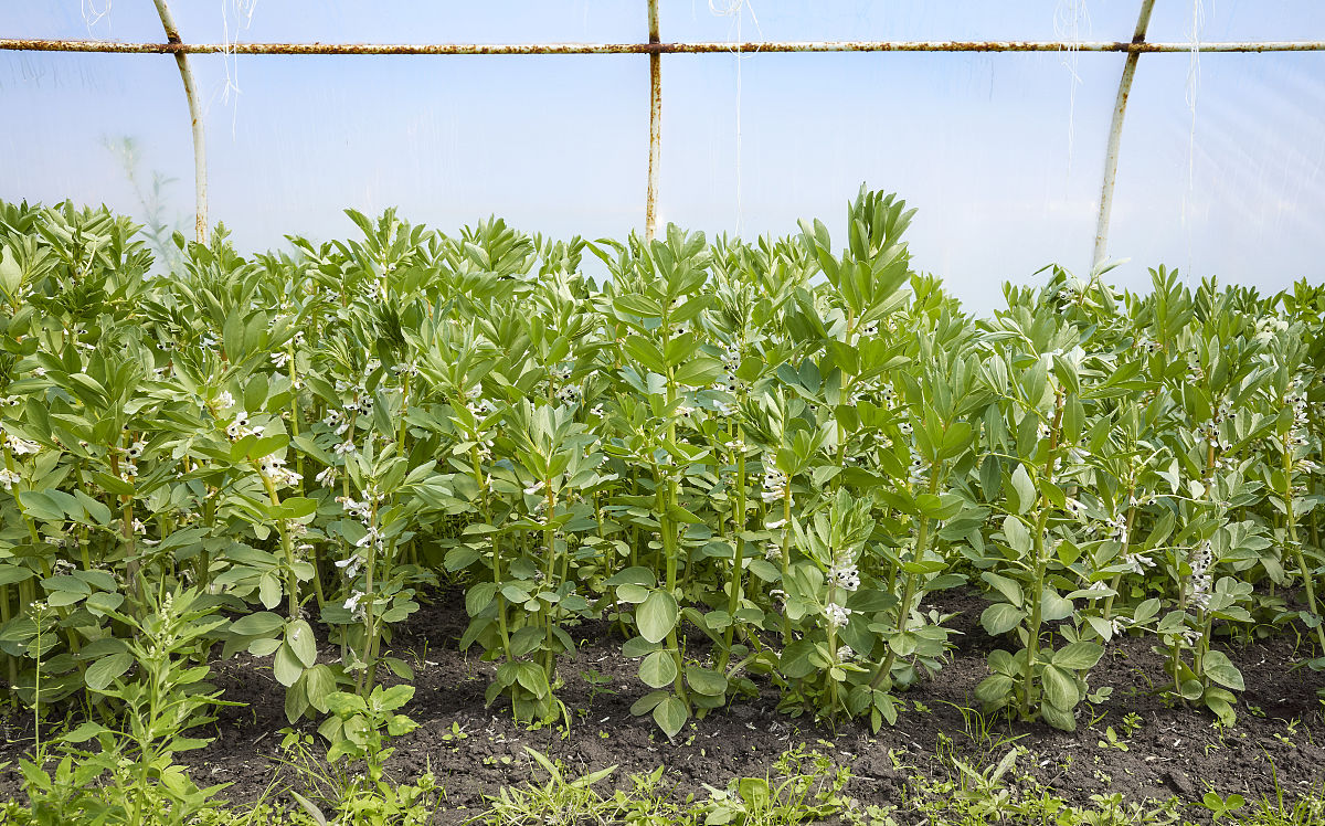 蚕豆萌发初期阶段特写