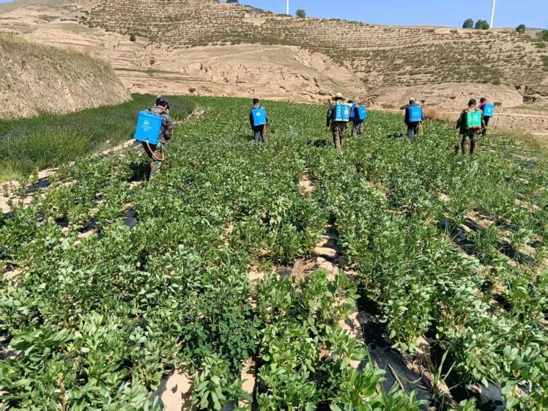奶油草莓农药喷洒现场