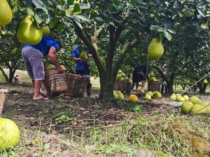 柚子采收现场操作图