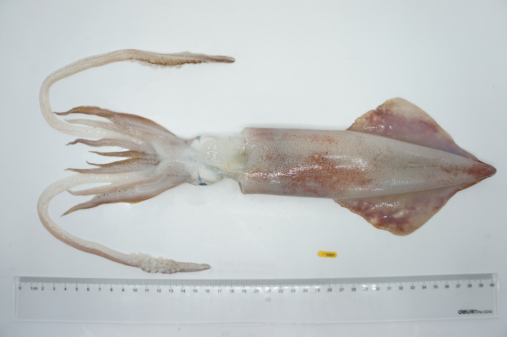 带仔鱿鱼仔整体特写