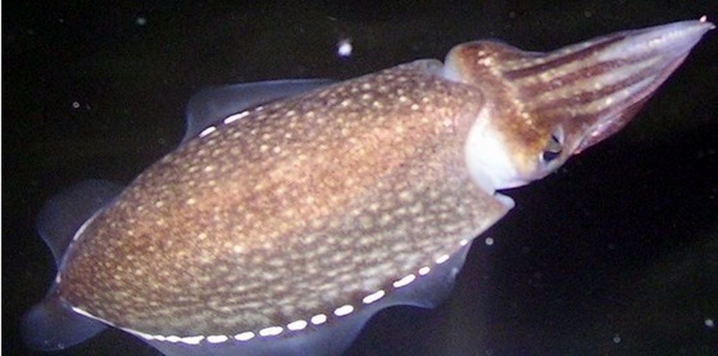 鱿鱼整体结构示意图