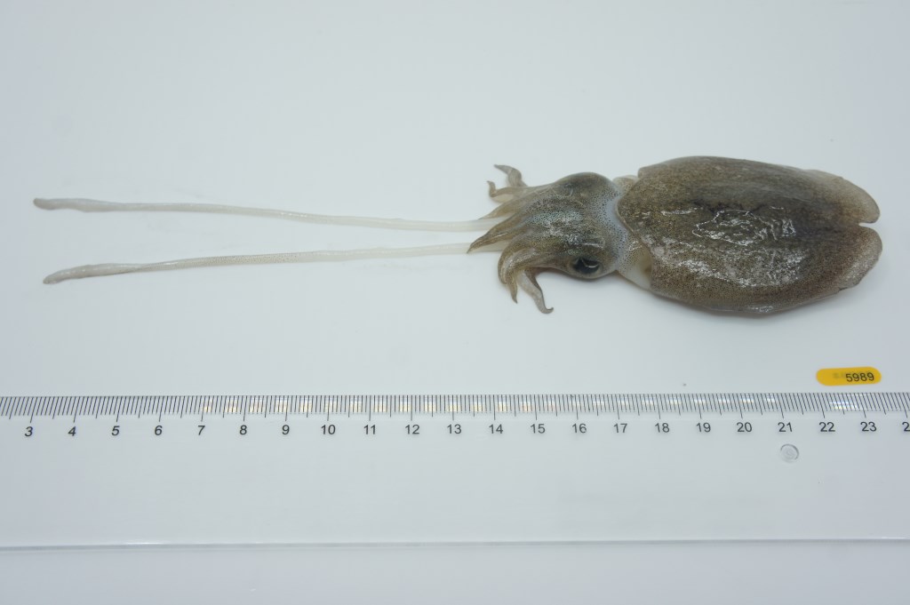 白色鱿鱼与红色鱿鱼标本对比图