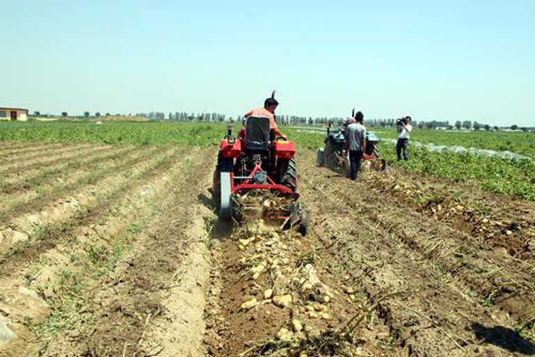 黑豆春播机械化播种现场